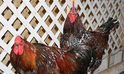 Chicken - Francis - Large - Young - Male - Bird
Francis (R) was brought to CAS with Han Solo (L) after neighbors complained about the crowing and threatened to have them killed. They are both friendly and outgoing rooster, currently without hens. Francis