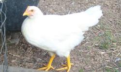 I have young hens (twenty three weeks old). I currently have Production Whites (White Plymouth Rock, White Leghorn and White Sexlink) available - these pullets are all currently laying. Pullets are $15 each. These are healthy, friendly birds that would be