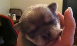 Chihuahua and Pomerania puppy's are 3 weeks now we are only selling 3 out of 6 they going pretty fast very cute
This ad was posted with the eBay Classifieds mobile app.
