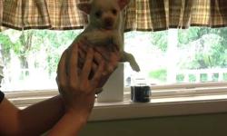 Chihuahuas pups,gorgeous little babies.Shots ,dewormed.males/female,...choc,white,fawn,brindle.Will be 3.5-7 lbs. 250/300.....papers additional.Pups are getting potty trained.