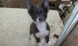 puppies are 75% CHIHUAHUA, blue grey and white. or black/white female
look like longcoat chihuahua, will come with first shots. wormed, using pee pads. 2males, 2 females. will be nice and small. Will deliver puppies to Corning/Geneva/Penfield area.
first