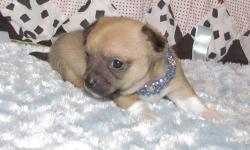 i have 2 tiny chihuahua babies that will be ready to go for christmas. they have been raised in our living room and given tons of affection. they will have there first set if shots, a compleat phycical from the vet and been dewormed 3 times. see more on