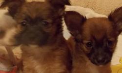 2 Male Long Hairs $550 Born 1/9/13, light brown w/ tan & black (like little german shepherds) small TOYS, ACA papers on hand, Parents on premises, raised in my home w/ kids & other dogs, many references, dewormed ,Happy healthy, loveable & READY TO GO !!