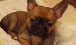 Female Medium Long Hair $650 Born 1/9/13, light brown w/ tan & black (like alittle german shepherd) small TOY, ACA papers on hand, Parents on premises, raised in my home w/ kids & other dogs, many references, dewormed ,happy, healthy, loveable,outgoing &