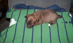 Purebred chihuahua's taking deposits 1 female and 1 male will have first shots, vetted and wormed will be ready April 27 please call or email with questions, parents on premises.. No papers 1 silver male 375.00 each 1 female 350.00