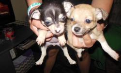 two females and one male both parents on site parents are on the smaller side (mom 1 1/2 lbs, dad 2 1/1 lbs) great around larger dogs and children asking $300.00 each will give first combo shot just ask will not hold unless a deposit is given deposit is
