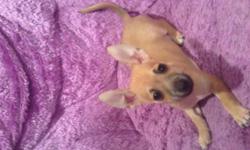 I previously had an ad posted for the chihuahuas but forgot my p.c Puppy name is Teddy(brown)he is the only one left from a litter of five..We have given him this name because he loves to cuddle likeaTeddy Bear, We are looking for a loving home for