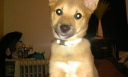 5 month old chihuahua needs a home ! Great with dogs and kids !
This ad was posted with the eBay Classifieds mobile app.