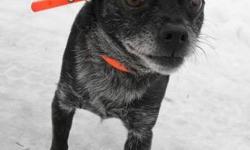 Chihuahua - Aj - Small - Senior - Male - Dog
AJ is a Chihuahua mix who arrived on December 27, 2012. He was brought in as a stray with another dog (Odin - see his Petfinder description). Each was wearing a name tag but no owner came forward to claim them.