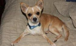 Chihuahua - Alex - Small - Young - Male - Dog
CHARACTERISTICS:
Breed: Chihuahua
Size: Small
Petfinder ID: 24772756
CONTACT:
North Country Animal Shelter | Malone, NY | 518-483-8079
For additional information, reply to this ad or see: