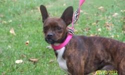 Chihuahua - Auther - Small - Adult - Male - Dog
Please call 585-260-7665 for more information on this pet
CHARACTERISTICS:
Breed: Chihuahua
Size: Small
Petfinder ID: 24333310
ADDITIONAL INFO:
Pet has been spayed/neutered
CONTACT:
Pals4Pets Rescue |