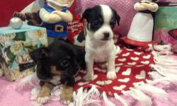 Hello Kijiji,
My name is Maria and I have the pleasure of offering some of the most precious little chihuahua puppies ever. These babies are located in Bridgeport Connecticut. there are two hansome little boys who are short haired and The female who is a