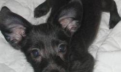 Chihuahua - Boots Babies - Small - Baby - Male - Dog
2 girls, two boys.. Mom was a medium coat Chihuahua. Pups first shots 12-15-12......wormed and will be ready for adoption in 10days
CHARACTERISTICS:
Breed: Chihuahua
Size: Small
Petfinder ID: 24892470