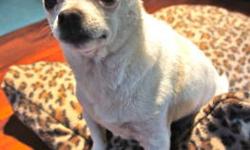 Chihuahua - Bruce - Small - Adult - Male - Dog
Bruce is a sweet and snuggly little guy! He is small maybe 5-6 pounds and he is dog/cat/kid friendly. He loves to sit in your lap and take naps and he loves to go for walks. He is also housebroken and sleeps