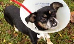 Chihuahua - Chica - Small - Young - Female - Dog
CHARACTERISTICS:
Breed: Chihuahua
Size: Small
Petfinder ID: 24523614
ADDITIONAL INFO:
Pet has been spayed/neutered
CONTACT:
Rochester Animal Services | Rochester, NY | 585-428-7274
For additional