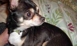 Chihuahua - Coco - Small - Adult - Male - Dog
Poor Coco has had his world turned upside down recently. Due to his owners health his lifetime mom had to surrender Coco and his sister Zoey to Nuts for Mutts. On his first day with us, Coco was neutered and