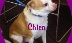 Chihuahua - Courtesy Post - Small - Adult - Male - Dog
This is a Courtesy Post. Any interest contact owner listed at bottom. Male 6 yr. old Chihuahua mix. Would like to go to a loving older person with his sister also listed here. She is a 6 yr. old Tan