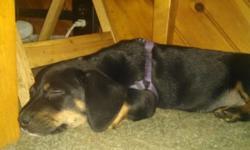 8 weeks old. First shots & dewormed. Very playful but loves to be held and cuddled. Black/tan. Crate & paper trained.