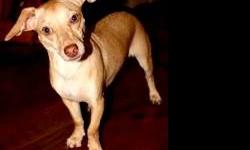 Chihuahua - Dewey - Small - Young - Male - Dog
Dewey is a one year Chihuahua/Min Pin mix. He was abandoned in a Walmart parking lot. At this point he is very fearful of strangers but has learned to trust our staff and we can see that behind the fear is a