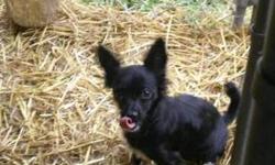Chihuahua - Freckles - Small - Young - Male - Dog
PLEASE E-MAIL THE FOSTER HOME DIRECTLY [email removed] . Please those living within a 30 mile radius of Syracuse only need apply. Freckles is a 1 year old chi mix found running the streets.. His entire