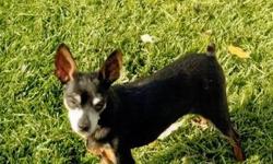 Chihuahua - Fritz - Medium - Senior - Male - Dog
I am a Senior dog that is very shy when you first meet me. I came from a home where my owner could no longer care for me. I love being around people, but when I'm alone, I tend to bark a little. I'm good