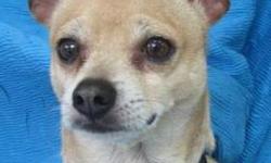 Chihuahua - Gizmo Joe - Small - Adult - Male - Dog
I'm Such A Good Boy!
Gizmo Joe was born about May 17, 2006 and weighs about 12 lbs. He's a cutie that has a wonderful disposition and has done well with kids 6 years and up. He's said to be house trained,