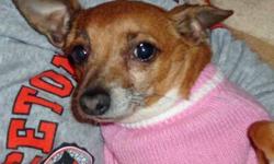 Chihuahua - Gretta - Small - Senior - Female - Dog
This adorable senior lady is Gretta! This sweetheart has been through an awful lot in the last few months, but is now ready for adoption!! She was a stray in the City and wound up at the animal shelter.