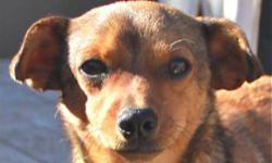 Chihuahua - Guiermo - Small - Young - Male - Dog
Hi, I?m Guillermo, but you can call me Mo. As you may have seen I tend to talk a lot in my kennel but I am really an out going and friendly guy. I love to jump into laps and give lots of kisses, but it may
