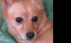 Chihuahua - Katherine Bigelow - Small - Adult - Female - Dog
My name is Katherine Bigelow and I'm about 6-7 years old. I was in a breeding facility most of my life so I do have some fear issues, but I do go up to my foster Mom for pets now. I need a quiet