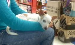 Chihuahua - Lacy - Small - Adult - Female - Dog
Meet Lacy, a 4 year old, short haired Chihuahua who was turned over to Lollypop Farm because she was not house trained (although the owner admitted to not allowing her outside!!) She is an incredibly sweet