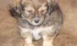 I have one Chihuahua and Lhasa Apso mix puppy left. It is a little boy who loves to play There is a picture of Dad (AKC Chihuahua) he weighs 3 1/2 pounds and Mom (AKC Lhasa Apso) she weighs 8 pounds. He will be small. Could possibly be non shedding or at