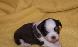 Nice litter of Chihuahua and Lhasa Apso mix puppies. There is one female. Next two are males and the last two are females. There is a picture of Dad (AKC Chihuahua) he weighs 3 1/2 pounds and Mom (AKC Lhasa Apso) she weighs 8 pounds. Pups will be small.