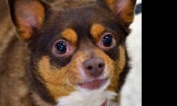 Chihuahua - Little Jerry - Medium - Adult - Male - Dog
Little Jerry is so cute! He is a chihuahua mix that is 6 years young. He has come all the way from California to find a new home!
CHARACTERISTICS:
Breed: Chihuahua
Size: Medium
Petfinder ID: 24240548