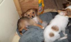 Purebred chihuahas, no papers, longcoats.
fawn sable male, fawn spotted on white male, $125
blakc/tan/white female $200
will come with first shots,worming, pee pad trained.
[email removed]
423 293 9161 or 423 923 4929, please leave messge,
can deliver to