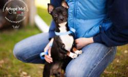 Chihuahua - Lulu - Small - Young - Female - Dog
CHARACTERISTICS:
Breed: Chihuahua
Size: Small
Petfinder ID: 24591707
ADDITIONAL INFO:
Pet has been spayed/neutered
CONTACT:
Westchester Humane Society | Harrison, NY | 914-835-3332
For additional