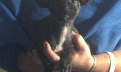Chihuahua - Luna - Small - Baby - Female - Dog
Luna is the daughter of Mona. She is only about 11 wks, very healthy and playful just like you would expect! Posted 10-17-12 http://www.pawsandpurrsrescue.org/2012/10/luna/
CHARACTERISTICS:
Breed: Chihuahua