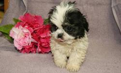 born 9-2-12 and ready to go this weekend. Mom is Shihtzu 9 lbs and dad is a chihuahua 5 lbs. Cash only please $170 I can email you pics of all of them.
I have weekends off for pickup. sorry no shipping. Puppy comes with puppy food, health record and