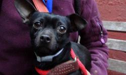 Chihuahua - Moses - Small - Adult - Male - Dog
Moses is a polite and scrumptious little 5 year old who will win you over in one minute flat!! He loves to snuggle and nuzzle with you (especially for napping or bedtime) and is a big fan of belly rubs too.
