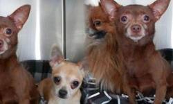 Chihuahua - Mya And Sasha - Small - Adult - Female - Dog
CHARACTERISTICS:
Breed: Chihuahua
Size: Small
Petfinder ID: 25329640
CONTACT:
North Country Animal Shelter | Malone, NY | 518-483-8079
For additional information, reply to this ad or see: