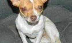 Chihuahua - Peanut- Fostered - Small - Young - Female - Dog
Peanut is just 6 lbs of pure love - she wants to be close to you as much as possible - loves her squeaky toys - does get possessive of her person when another dog is around. She is needy. If your