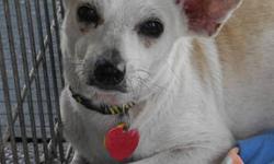 Chihuahua - Peppi - Small - Adult - Female - Dog
Peppi is a 7 year old female Chihuahua full of personality. She's shy at first but once she gets to know you, she'll be more than glad to warm your lap! She grew up in a very loving home along with two
