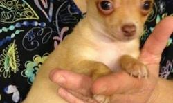 This awesome, 10 week old chihuahua puppy needs a forever home. Not only does he have so much love to give, but he is so beautiful. His eyes are hazel/ green, and his fur is soft and plush. He's a little mush!! He gets along very well with other animals,