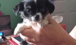 Pure Chihuahua puppies. We have 1 female and 1 male. 8 weeks old. All pups have their first set of shots. Color is black and some white. Both parents are pure Chihuahua and both on premise. Father weighs 5 lbs. and mother weighs 7 lbs. Small dogs. Both in