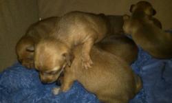 I Have three females & two male puppies...They were born in October.. They are toy cup chihuahuas...Ready to go to a warm loving home in December...Serious inquiries Only!! pick up only at near by location I am able &willing to meet up with you up to 20