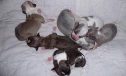 Just born on 12-15-12
we have 4 females and 2 males beautiful colors
wont be ready till 2-2-13
with things being tight for all I will take a non-refundable deposit of 100.00 you must be paid in full to pick up puppy on 2-2-13
puppies will have first shot
