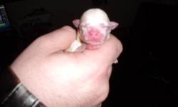 I have mother and father on site some of the puppies in the pictures are already on hold puppies pups are not ready till feb 2013 they will come with first shots and de-wormed I have males and females if you have any other questions please contact me at