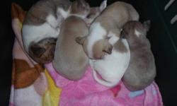 puppies are ready in feb 2013 male and females available starting at 325.00 they have been dewormed and when they go home will have first shots and will have started pad training I have mom and dad on site deposit are nonrefundable
315-254-7212