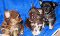 Teacup size!!Chihuahua male and female puppies available. Apple head,Longhair.Black /tan/white $900 male and Chocolate/tan tiny boy $950.Dark chocolate/tan and white girl $2300(est. adult - 3 lbs only)They have a very coby body.beautifull coat.Looking for