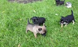 4 beautiful male Chihuahuas. purebred without papers. mother is a short haired Chihuahua without papers, father is a long haired Chihuahua with papers. puppies will come examined by a vet, and with their shots. they're all developing the cutest little