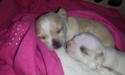 2 male an 2 female chihuahua puppys,ckc chihuahuas,had 1st vet check, 1st shots and wormed, ready to go after december12th,500 dollars cash,please call 585-519-3010, or 585-476-2004 ask for donna